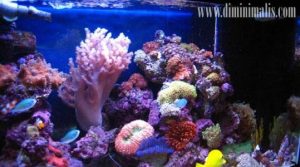 Merawat Karang Akuarium Air Laut, pakan untuk terumbu karang, cara membuat terumbu karang di akuarium